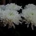 Chrysanthemums by jacqbb