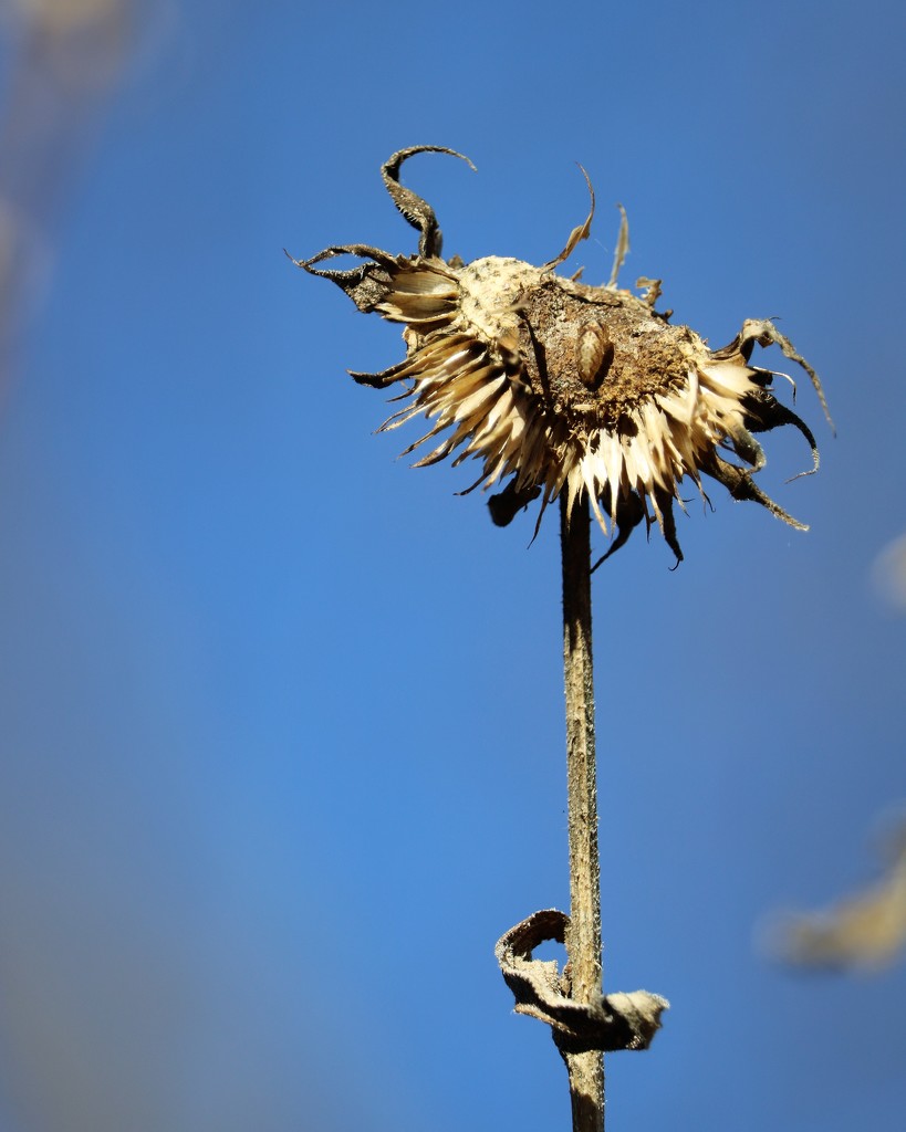 December 17: Sunflower by daisymiller