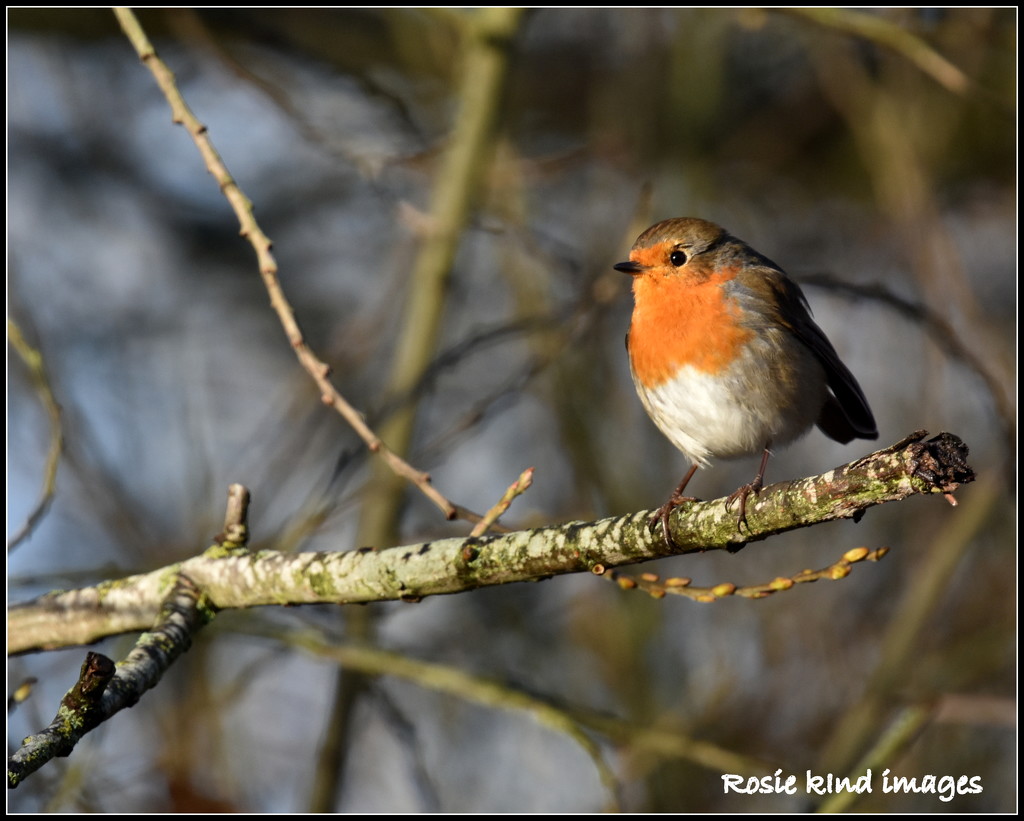 Cucle track robin by rosiekind