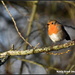 Cucle track robin by rosiekind