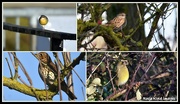 17th Dec 2018 - Some of the birds I saw on my walk