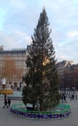 14th Dec 2018 - Tall Trafalgar Tree