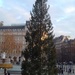 Tall Trafalgar Tree by will_wooderson