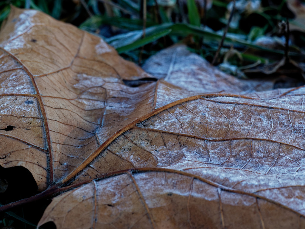 leaf by rminer