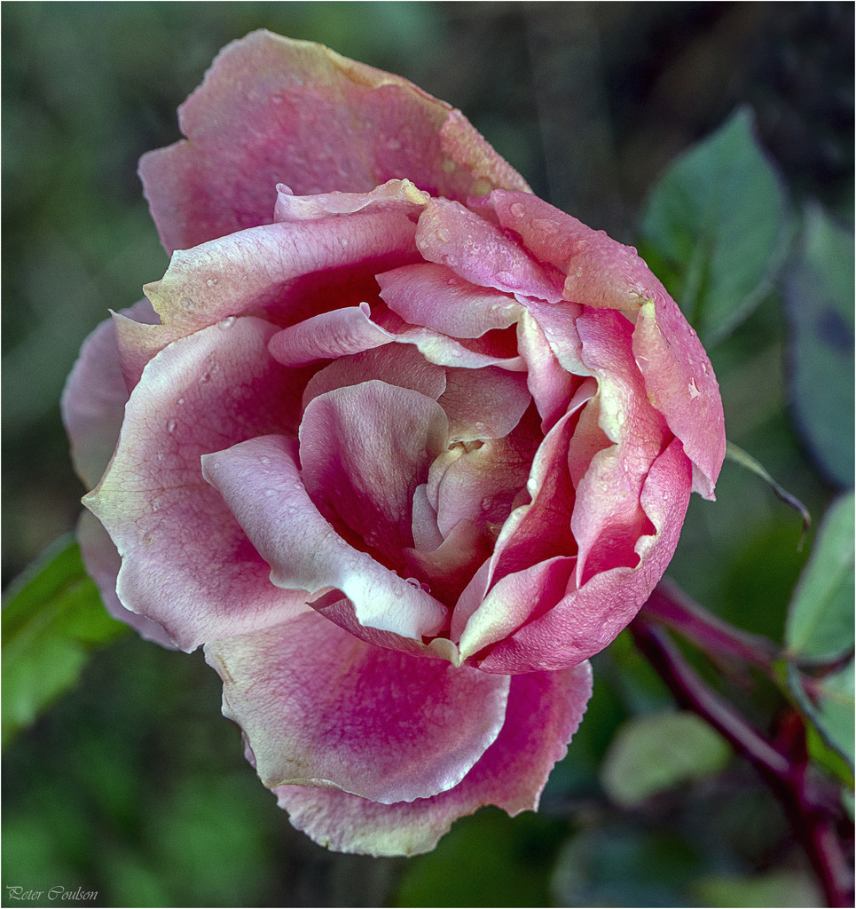 Surviving Rose by pcoulson
