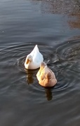 16th Dec 2018 - Ducks II