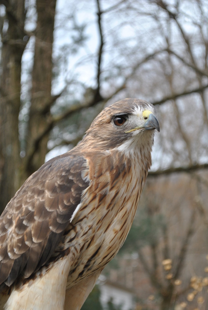 Day 346: Lazarus, Red Tail Hawk by jeanniec57
