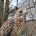 Day 346: Lazarus, Red Tail Hawk by jeanniec57