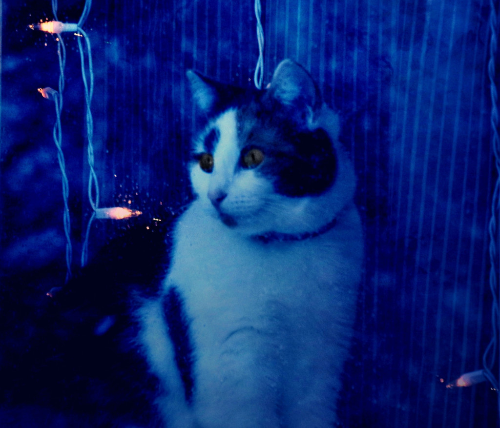 Kitty In the Window by lynnz