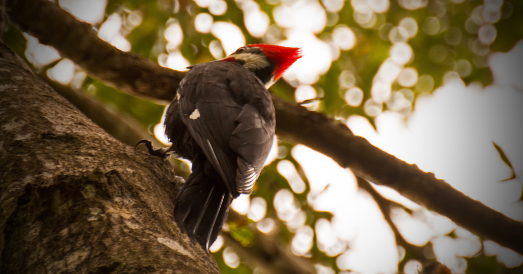 Pileated Woodpecker on the Move! by rickster549