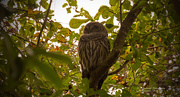 17th Dec 2018 - Barred Owl, in a Different Tree!