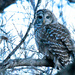 Barred Owl at Dusk by kareenking