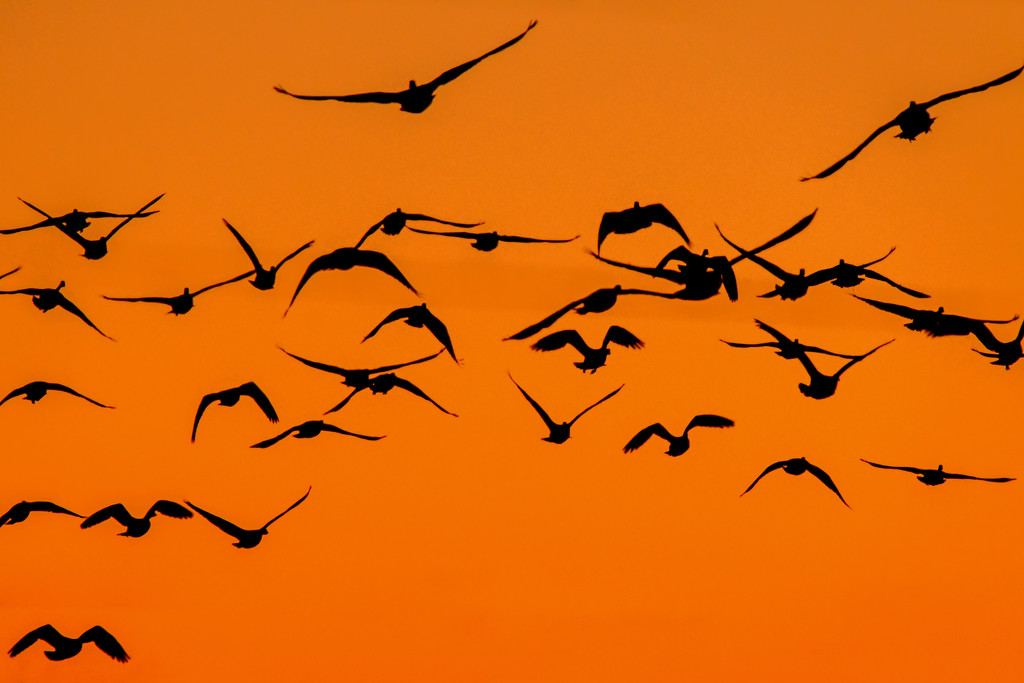 Geese in a Kansas Sky by kareenking