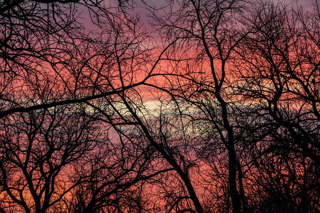 Sky and Branches by kareenking