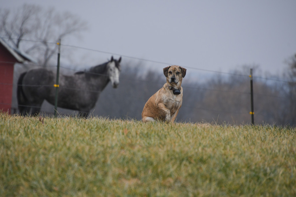 A Dog and a Horse by kareenking