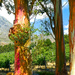 Some more Rainbow Eucalyptus by ludwigsdiana