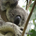 four K's by koalagardens