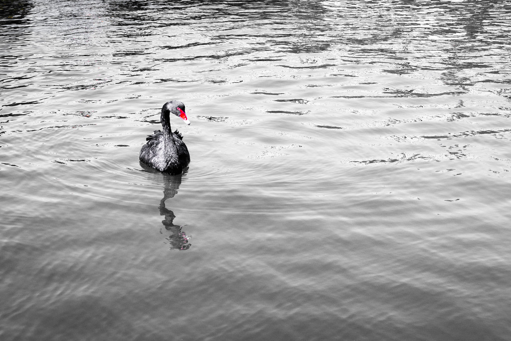 Swan  by yaorenliu