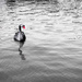 Swan  by yaorenliu