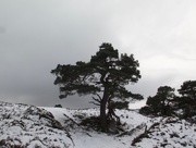 18th Dec 2018 - The Lone Scots Pine