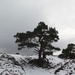 The Lone Scots Pine by jamibann