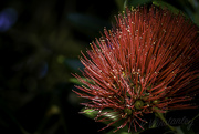 17th Dec 2018 - Pohutukawa Flower