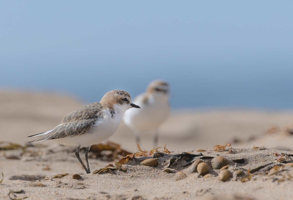 red capped plover by pusspup