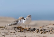 16th Dec 2018 - red capped plover