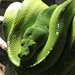beautiful green snake by hrs