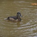 LHG_2400 Ringneck duck Hen by rontu