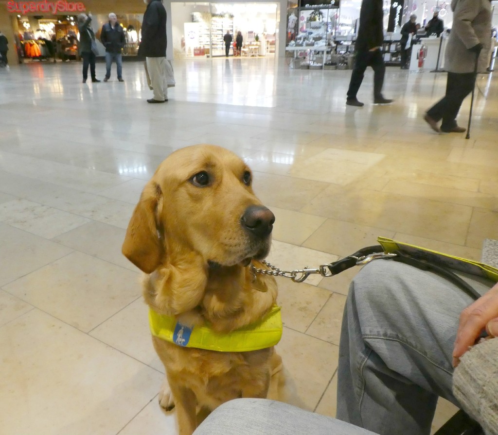  Guide Dog Eric. by wendyfrost