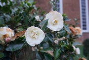 19th Dec 2018 - Camellias Bloom in Mid December