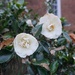 Camellias Bloom in Mid December by allie912
