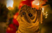 18th Dec 2018 - Doggy Ornament!
