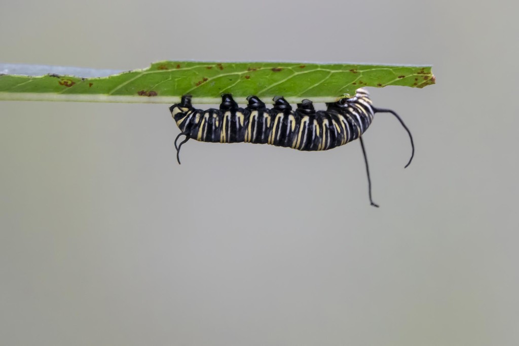 The Very Hungry Caterpillar by jyokota
