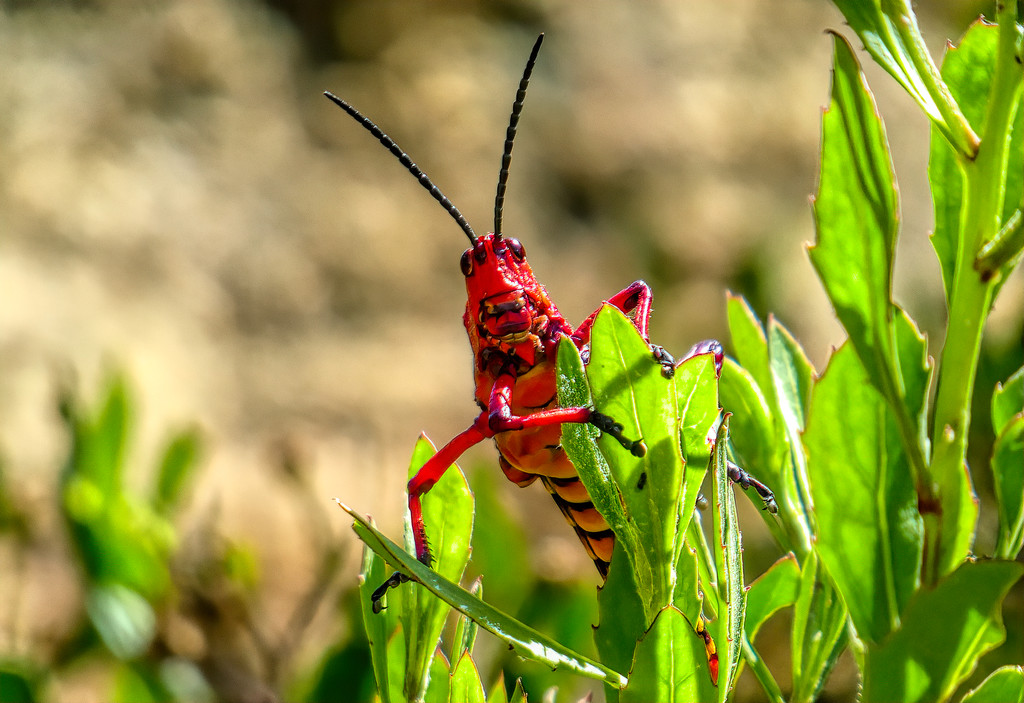 A peeping Red Locust by ludwigsdiana