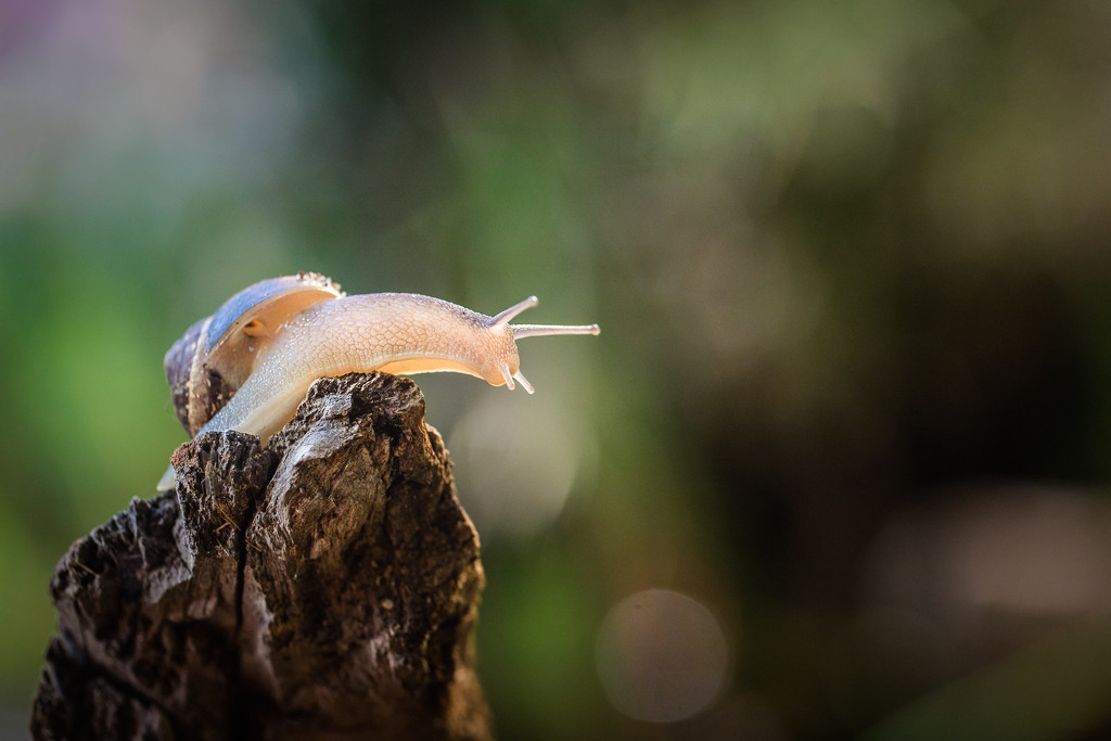 Good morning snail by jodies