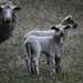 Sheep & Lambs by kgolab