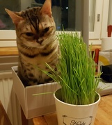 19th Dec 2018 - Box and grass