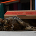 cat in a box by parisouailleurs