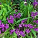 Chinese Ground Orchid ` by happysnaps