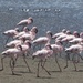 March of the flamingos by helenhall