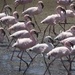 Flamingos at Walvis bay by helenhall