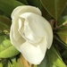 Magnolia flower by Dawn