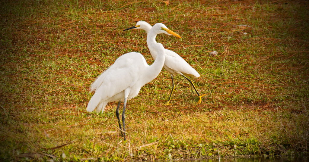 Egrets in Passing! by rickster549