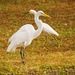 Egrets in Passing! by rickster549