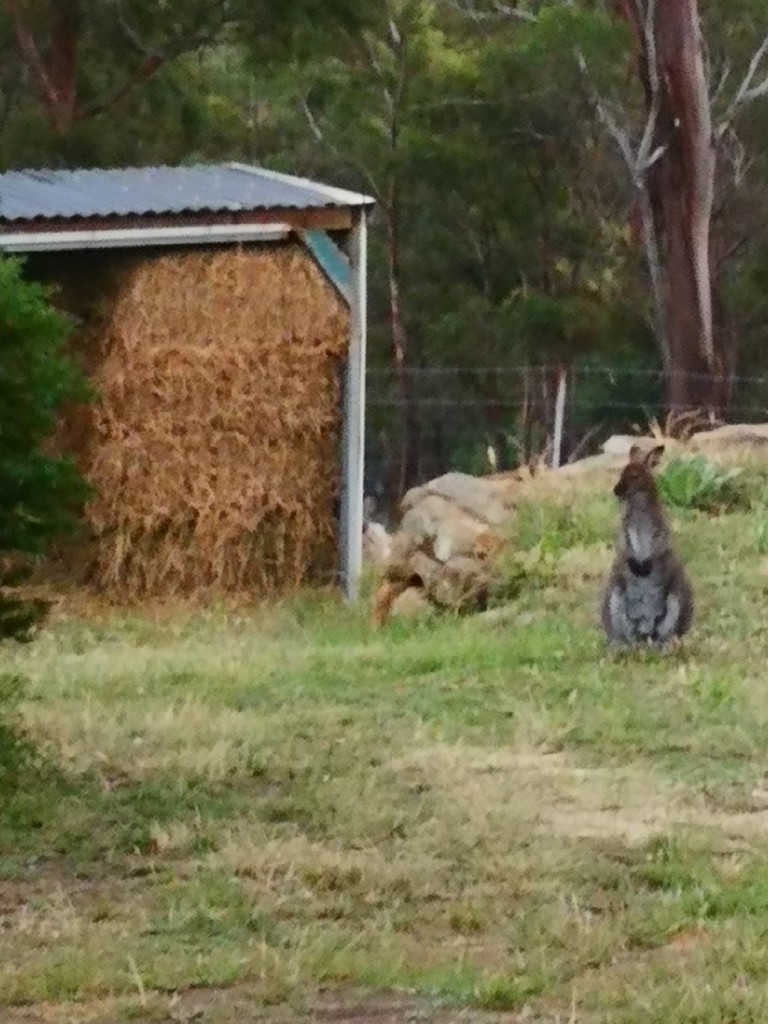 Bennett's Wallaby visiting our house by kgolab