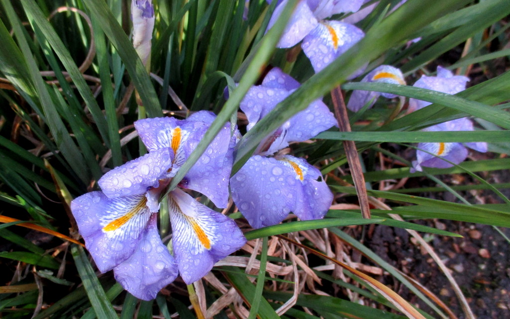 Iris Flower by g3xbm
