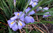 20th Dec 2018 - Iris Flower