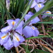 Iris Flower by g3xbm
